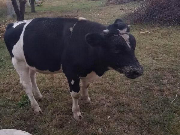 Bull, Holstein breed — Moldova