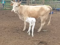 母牛, Simmental cattle — 照片 3