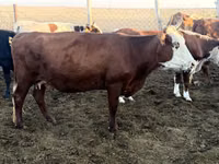 Cow, Latvian Blue cattle — photo 6