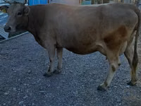 Sapi, Alatau breed — foto 6
