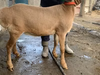 Ovca, Arashan sheep — fotografija 4