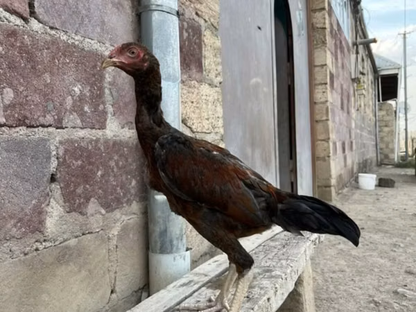 Австралийн Гейм