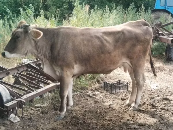 Cow, Alatau breed — Kazakhstan