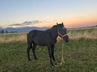 Kůň, Koně — foto 1