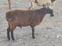 Ram, Sheep — photo 3