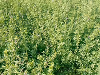 Люцерна в продаже — foto 2