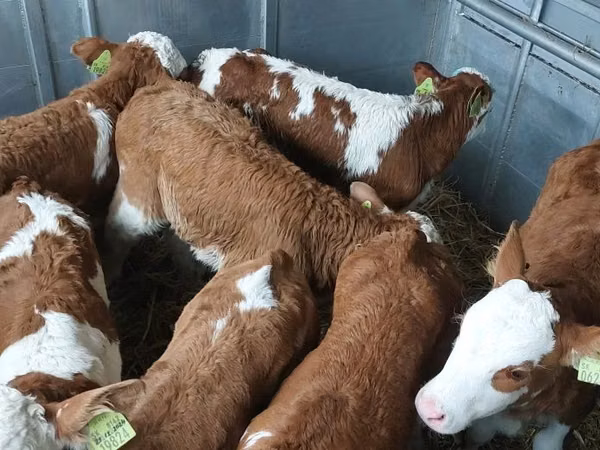 Toro, Simmental cattle