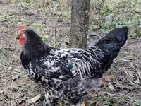 Chickens — عکس 7