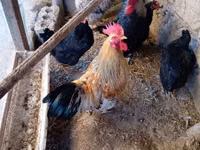 Chickens — عکس 4
