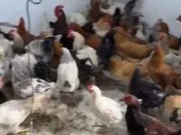 Chickens — photo 4