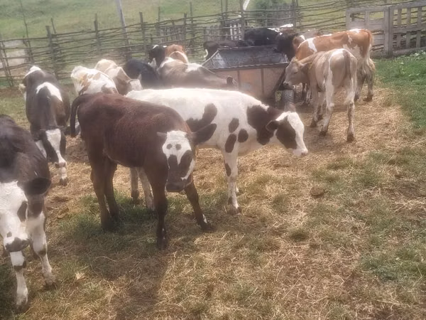 Bull, Cattle — Moldova