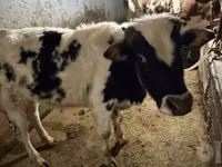 Бик, Russian Black pied cattle — фото 5
