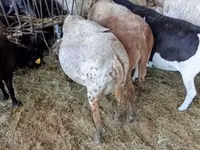 Biri-biri betina, Sheep — foto 2
