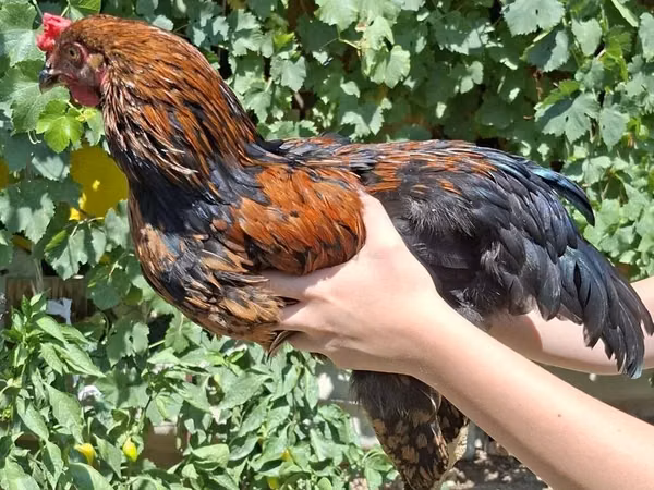 Chickens — Kyrgyzstan