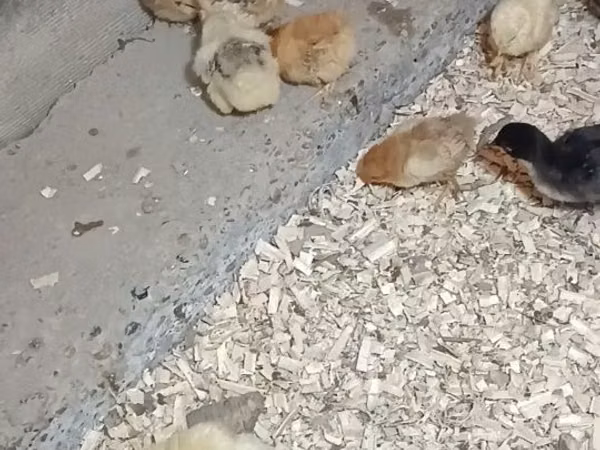 Chickens — Usbakistan