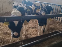 Boğa, Russian Black pied cattle — foto 3