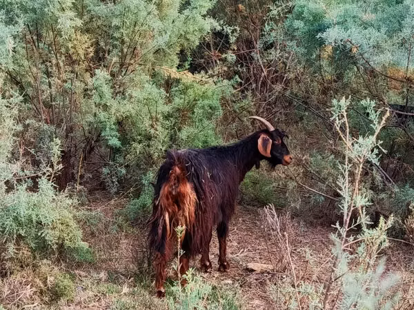 Billy Goat, Goats
