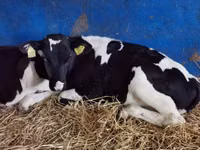 Bovini (lotto, sesso non specificato), Simmental cattle — foto 6