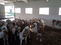 گاو نر, Simmental cattle — عکس 2
