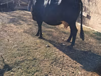 Cow, Brown Mountain — photo 1