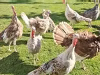 Turkeys — լուսանկար 1