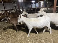 بز ماده, Kamori goats — عکس 1