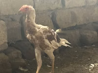 Pied — sawirka 2