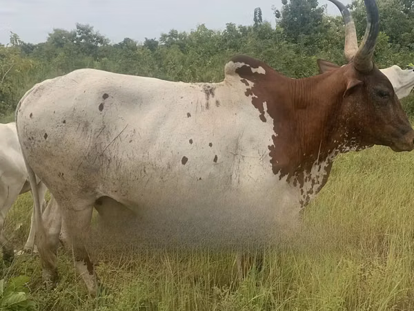Vache, Brahmane