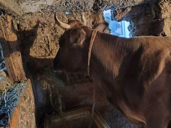 Cow, Cattle