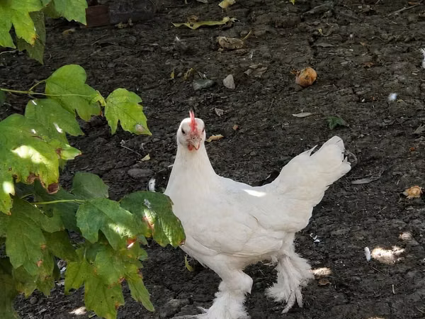 Chickens — Азербайджан