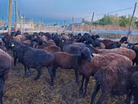 Sheep, Edilbay sheep — photo 5