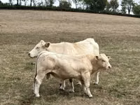 公牛, Charolais cattle — 照片 1