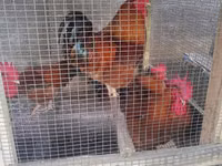 Chickens — foto 4