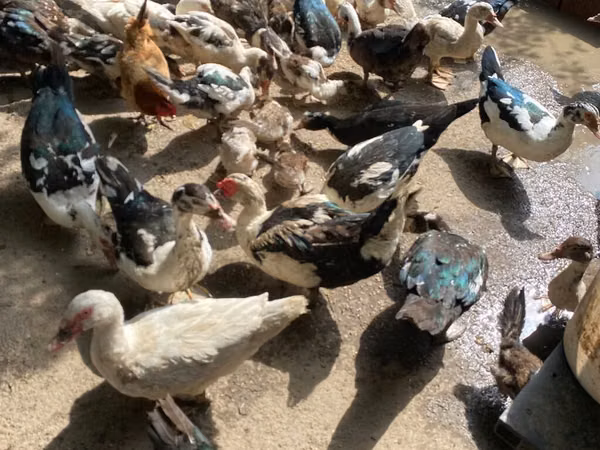 Ducks — Azerbaijan
