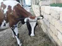 Krowa, Simmental cattle — zdjęcie 3