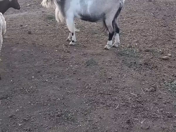 Billy Goat, Nubian Goat — Kazakhstan
