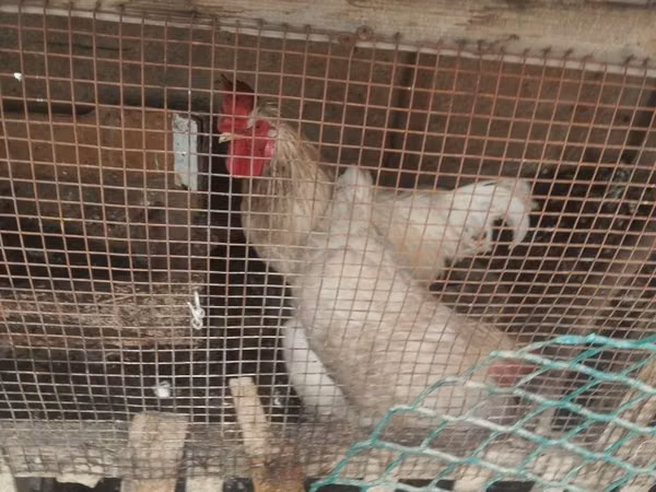 Chickens — Uzbekistan