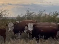 گاو ماده, Simmental cattle — عکس 3