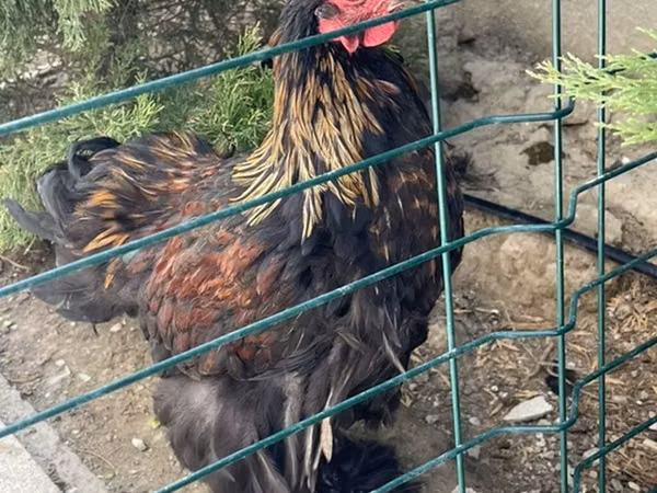 Brahma