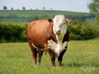 Banteng, Hereford — foto 3