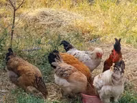 Chickens — ছবি 2