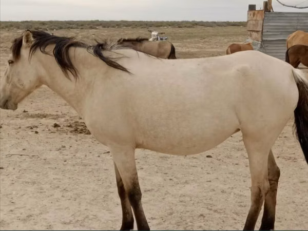 Mare, Horse breed — Kazakhstan