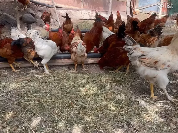 Chickens — Armenia