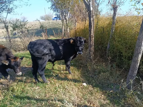 Bulle, Aberdeen-Angus