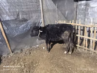 Vacă, Bovine — foto 5