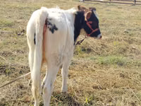 Cow, Russian Black pied cattle — photo 4