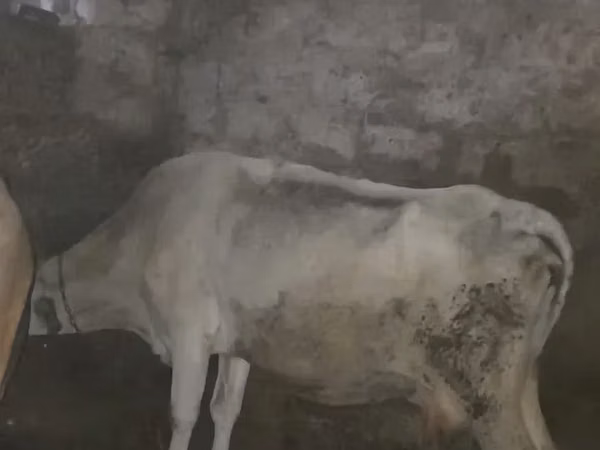 Cow, Cattle — Armenia