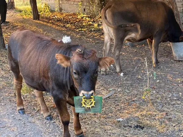 Cow, Cattle — Kyrgyzstan