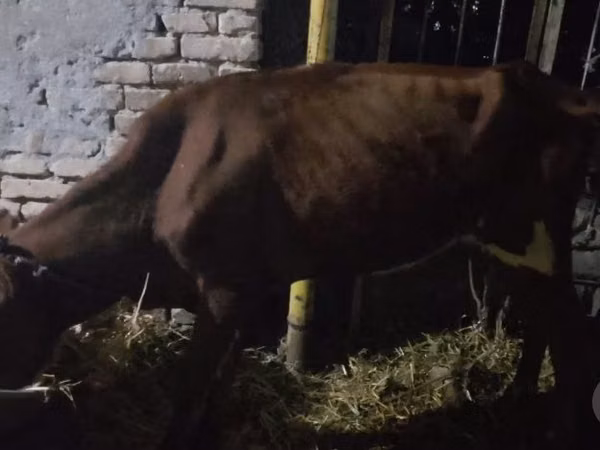 Cattle (batch, sex not specified), Cattle — Uzbekistan