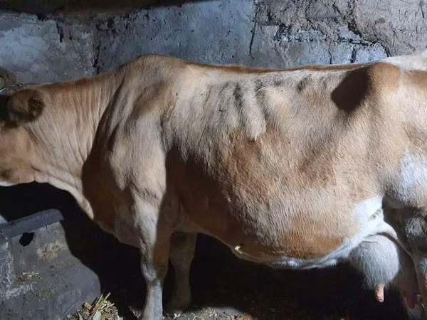 Cow, Simmental cattle